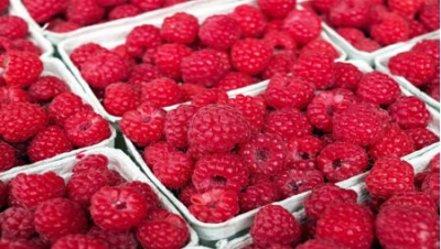 Raspberry Production Has Increased by 30% Compared to the Last Year