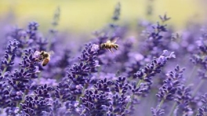 Lavender Herb Production Reducing Poverty in Bulgaria