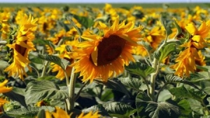 Black Sea Sunseed Production Expected to Set a Record
