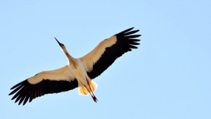 The Village of Belozem Hosts 12th Edition of White Stork Festival