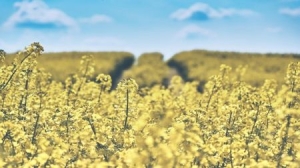 Bulgaria. Rapeseed Yield Failed Growers in 2018/19 season, but Importers will not be Affected