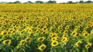 Nearly BGN 1 million were Provided to Farmers for Insurance