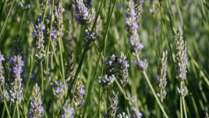 Double Crop of Lavender This Year